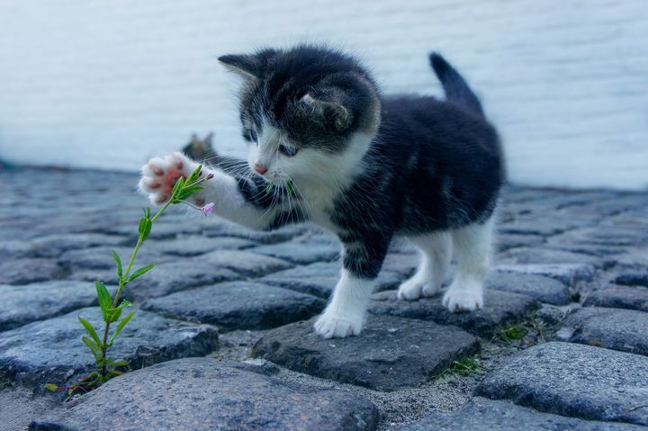 I 2020 er antallet af ejerløse katte indleveret på internat steget med ti procent sammenlignet med 2019. Det viser en foreløbig opgørelse fra Dyrenes Beskyttelse. Foto: PR.