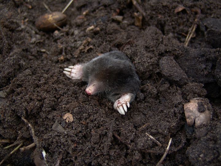 Sidst på sommeren og først på efteråret forlader de unge muldvarpe moderens territorium. Og så starter højsæsonen for muldvarpejagt, da det er på denne tid af året, der dukker muldvarpe op på steder, hvor der ellers ingen var. Dyrenes Beskyttelse opfordrer dog haveejerne til at lade muldvarpen være i fred. Foto: Pixabay. Til fri afbenyttelse