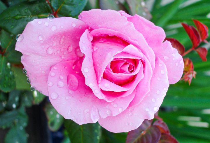 Foto: Rosa Eskelund