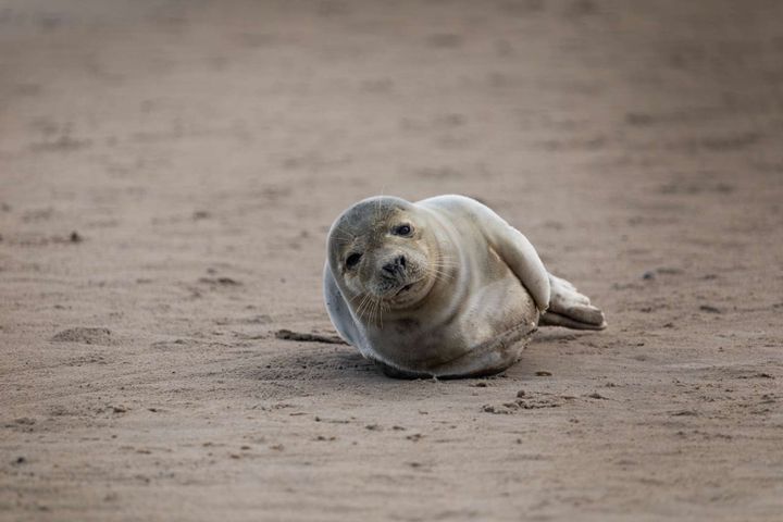 Antallet af opkald til Dyrenes Beskyttelses Vagtcentral 1812 stiger altid markant i ferierne. Specielt sæler som opholder sig alene på stranden, giver anledning til mange opkald, men sælerne er sjældent i nød, bare fordi de er alene. Foto: Dyrenes Beskyttelse. Til fri afbenyttelse.
