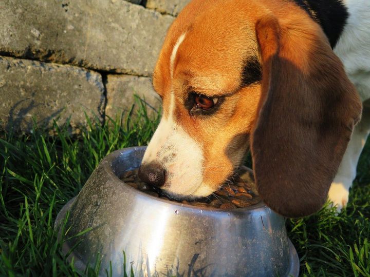 Hunden har godt af tørfoder, hvor alle de nødvendige næringsstoffer er i. Det gælder også i den søde juletid. Foto: PR.