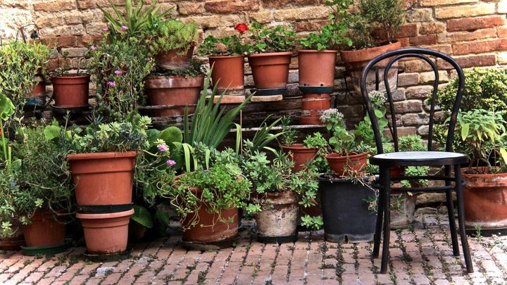 Er du kommet hjem fra ferie til en trist have med døde planter, så er det en oplagt mulighed for at starte forfra og give haven et nyt liv og prøve kræfter med krukkeplanter til terrassen. Foto: PR.