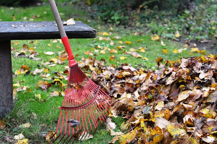 Naturens smådyr er langt vigtigere føde for småfugle end frøblandinger og mejsekugler. Derfor er det vigtigt at lade nedfaldne blade og kvas liggende i haven, hvor smådyr opholder sig i vinterhalvåret. Foto: Dyrenes Beskyttelse (til fri afbenyttelse).