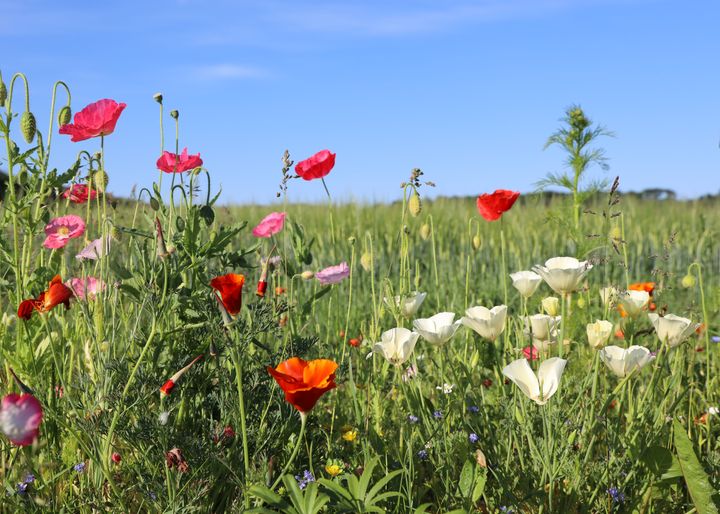 Vilde markplanter styrker biodiversiteten – uden at genere græspollenallergikerne. Foto: Colourbox