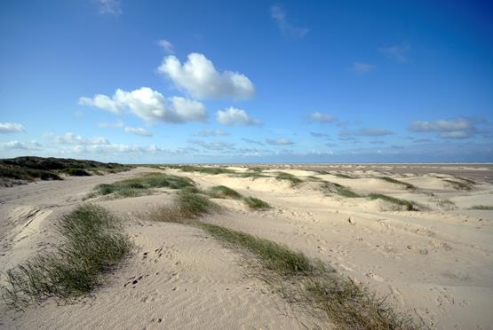 Fanø kyst